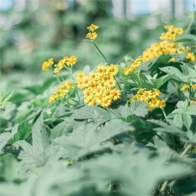 轩辕江湖手机游戏下载